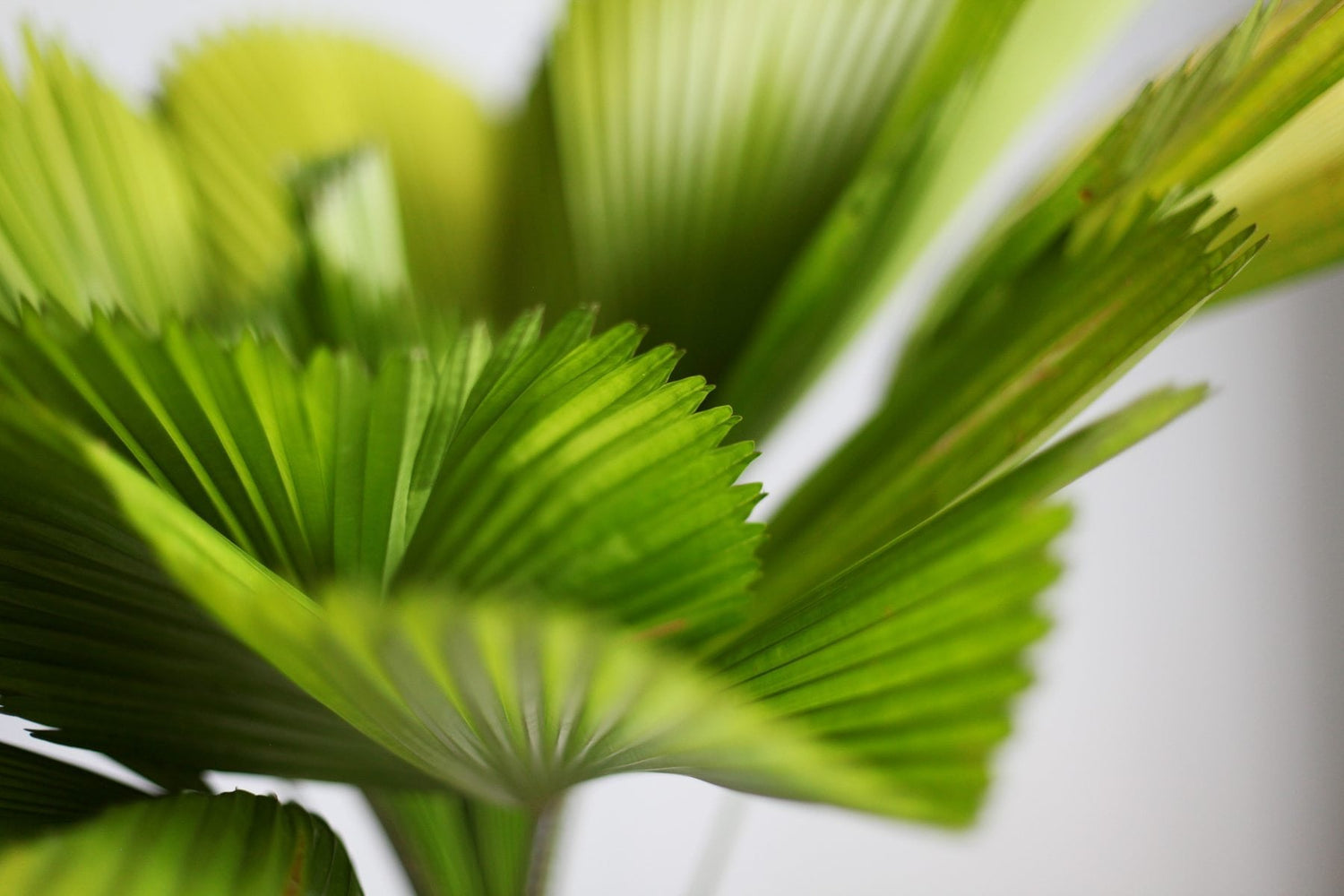 ruffled fan palm plant for sale Vanuatu Fan Palm - Ruffled Fan Palm