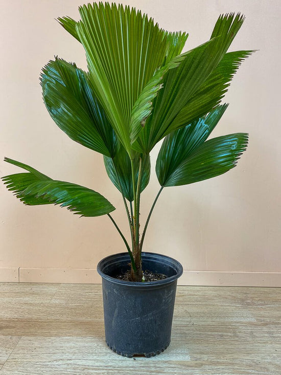 Vanuatu Fan Palm - Ruffled Fan Palm - Live Plant in a 3 Gallon Growers Pot - Licuala Grandis - Extremely Rare Ornamental Palms of Florida