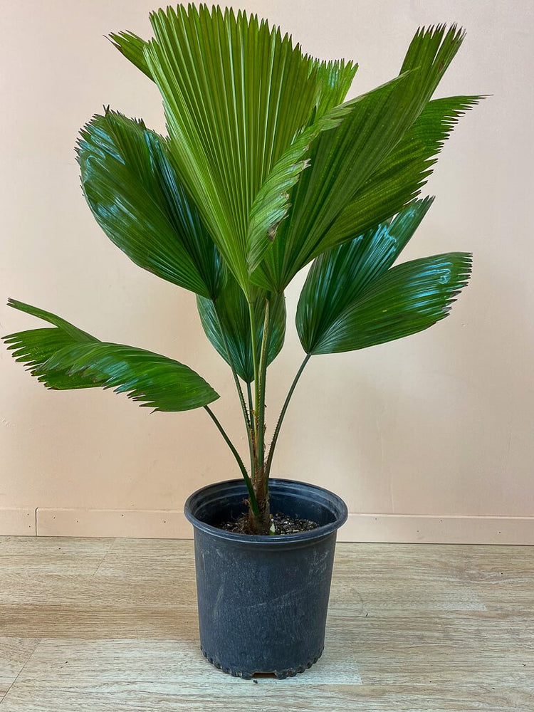 grand palm plant Vanuatu Fan Palm - Ruffled Fan Palm