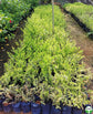 Variegated Devil&