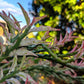 Variegated Devil&