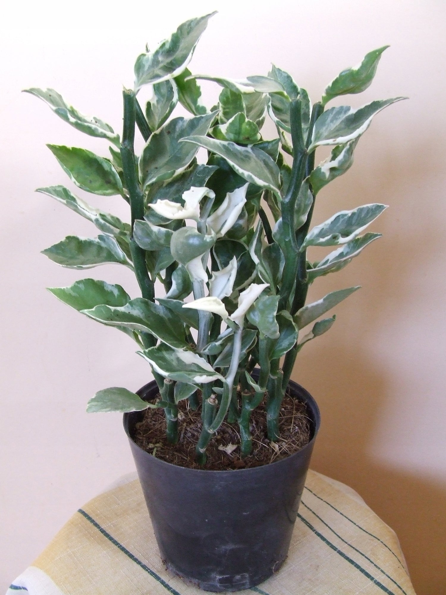 devil's backbone plant indoor or outdoor Variegated Devil's Backbone - Live Plant in a 6 Inch Pot