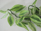 Variegated Devil&