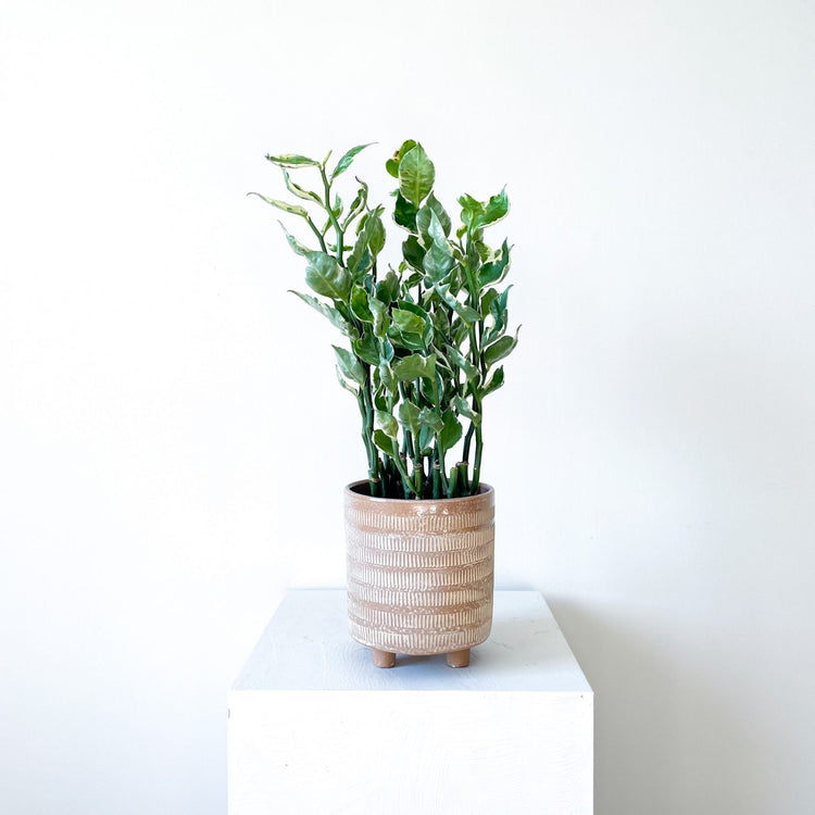 is devils backbone an indoor plant Variegated Devil's Backbone - Live Plant in a 6 Inch Pot