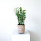 Variegated Devil&