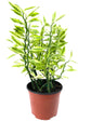 Variegated Devil&