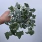 Variegated English Ivy - Live Plant in a 4 Inch Pot - Hedera Helix - Beautiful Easy Care Indoor Air Purifying Houseplant Vine