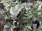 Variegated English Ivy - Live Plant in a 4 Inch Pot - Hedera Helix - Beautiful Easy Care Indoor Air Purifying Houseplant Vine