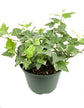 Variegated English Ivy - Live Plant in a 6 Inch Pot - Hedera Helix - Beautiful Easy Care Indoor Air Purifying Houseplant Vine