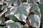 Variegated English Ivy Hanging Basket - Live Plant in an 8 Inch Pot - Hedera Helix - Beautiful Easy Care Indoor Air Purifying Houseplant Vine