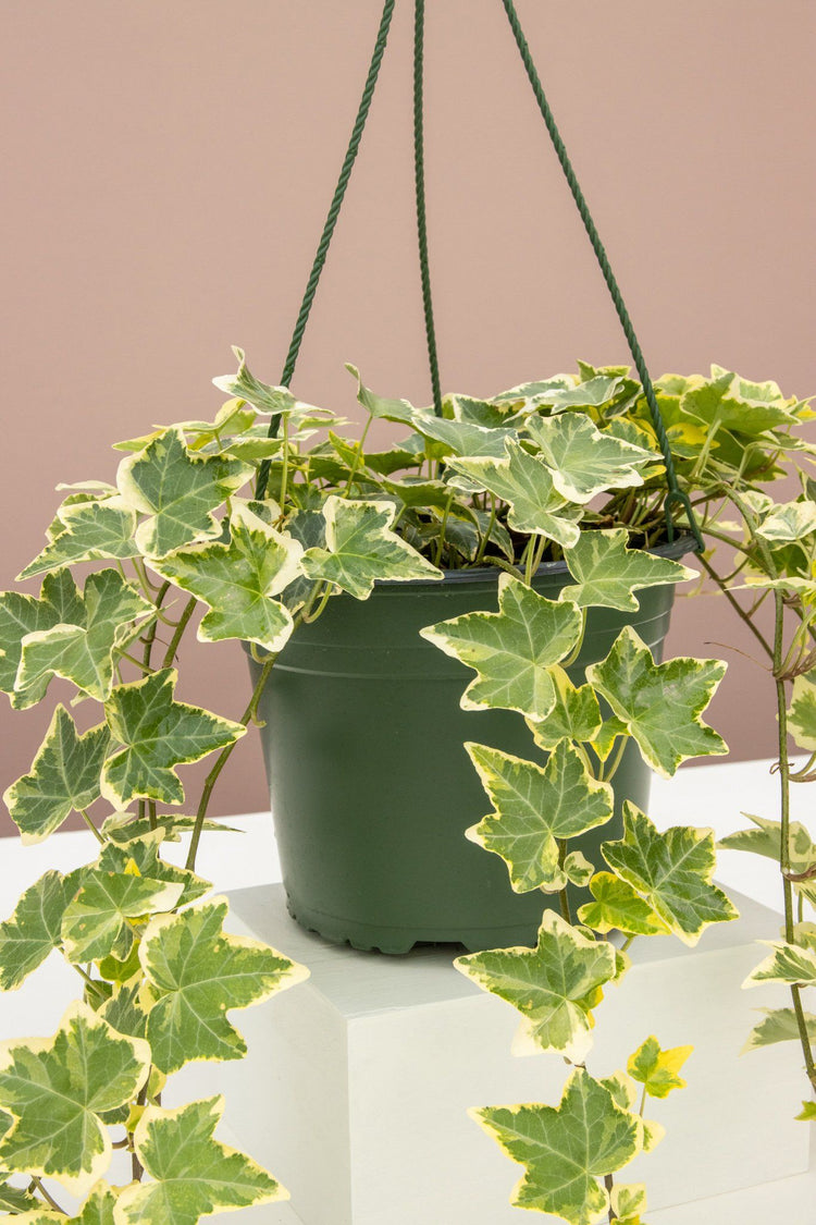 hanging ivy plant real Variegated English Ivy Hanging Basket - Live Plant in an 8 Inch Pot