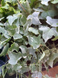 Variegated English Ivy Hanging Basket - Live Plant in an 8 Inch Pot - Hedera Helix - Beautiful Easy Care Indoor Air Purifying Houseplant Vine