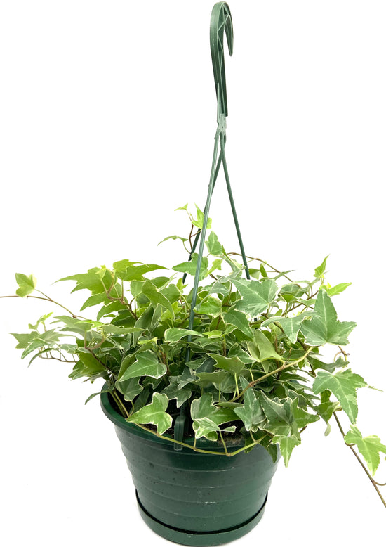 Variegated English Ivy Hanging Basket - Live Plant in an 8 Inch Pot - Hedera Helix - Beautiful Easy Care Indoor Air Purifying Houseplant Vine