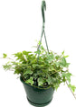 Variegated English Ivy Hanging Basket - Live Plant in an 8 Inch Pot - Hedera Helix - Beautiful Easy Care Indoor Air Purifying Houseplant Vine