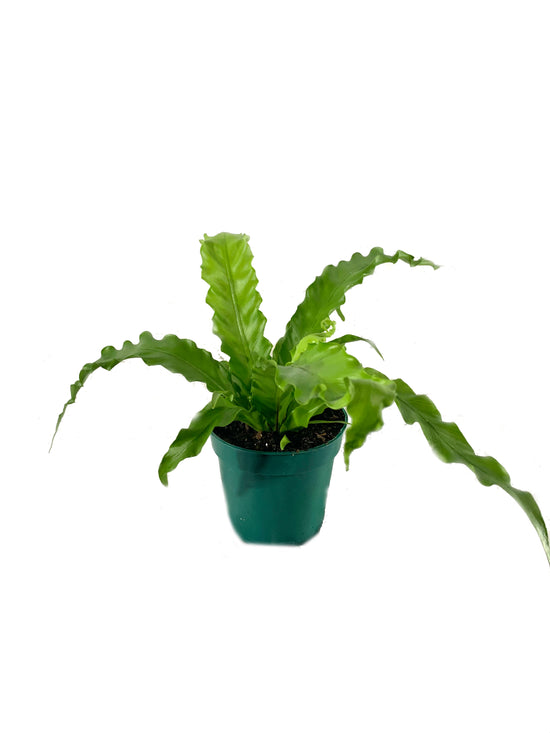 Victoria Japanese Birdsnest Fern - Live Plant in a 4 Inch Pot - Asplenium Nidus (antiquum) &