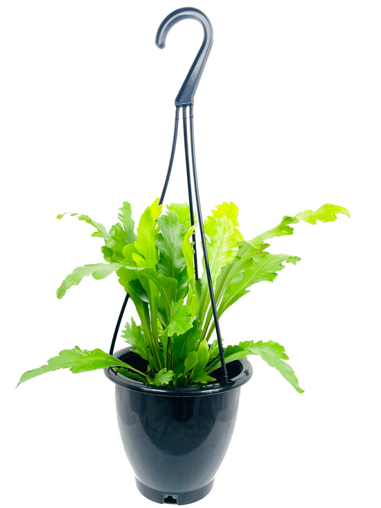 Victoria Japanese Birdsnest Fern Hanging Basket - Live Plant in a 4 Inch Hanging Pot - Asplenium Nidus (antiquum) &