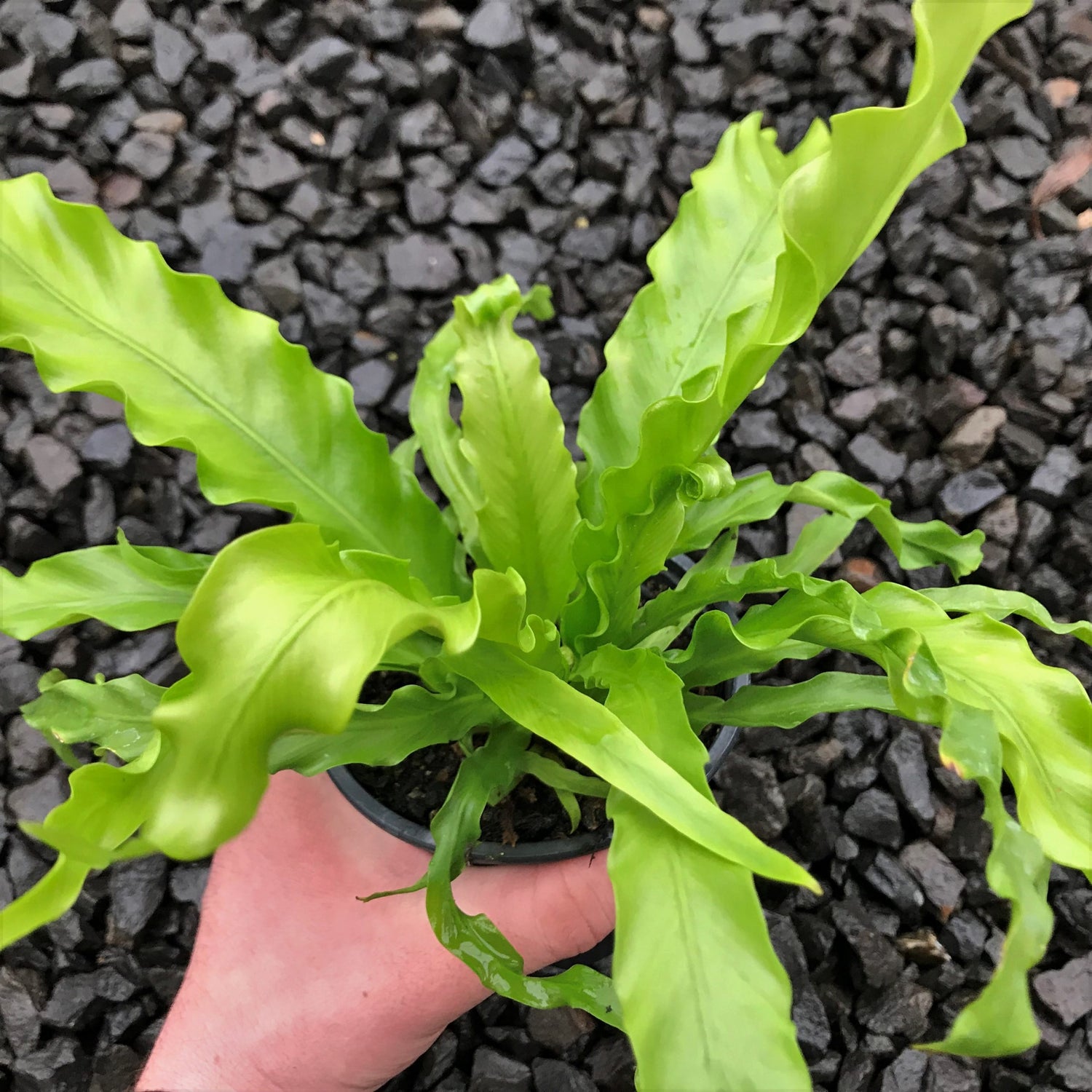 birds nest ferns in pots Victoria Japanese Birdsnest Fern - Live Plant in a 6 Inch Pot