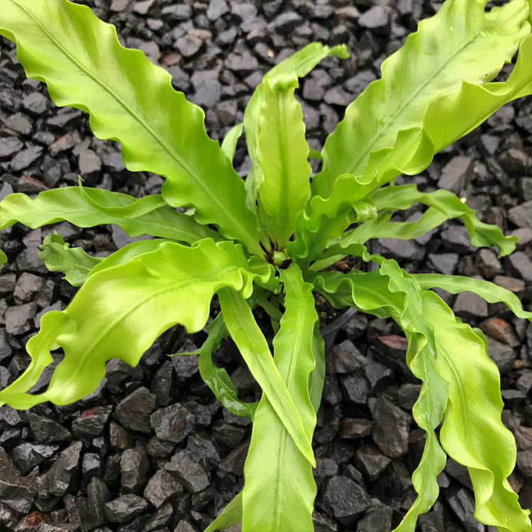 bird nest fern florida Victoria Japanese Birdsnest Fern - Live Plant in a 6 Inch Pot