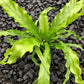 Victoria Japanese Birdsnest Fern - Live Plant in a 6 Inch Pot - Asplenium Nidus Antiquum &