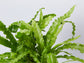 Victoria Japanese Birdsnest Fern - Live Plant in a 6 Inch Pot - Asplenium Nidus Antiquum &