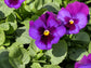 Violet Pansy - Live Plant in a 4 Inch Growers Pot - Finished Plants Ready for The Patio and Garden