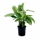 Calathea Vittata - Live Plant in a 4 Inch Pot - Calathea Elliptica Vittata - Beautiful Easy to Grow Air Purifying Indoor Plant