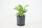 Calathea Vittata - Live Plant in a 4 Inch Pot - Calathea Elliptica Vittata - Beautiful Easy to Grow Air Purifying Indoor Plant