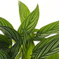 Calathea Vittata - Live Plant in a 4 Inch Pot - Calathea Elliptica Vittata - Beautiful Easy to Grow Air Purifying Indoor Plant