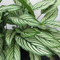 Calathea Vittata - Live Plant in a 4 Inch Pot - Calathea Elliptica Vittata - Beautiful Easy to Grow Air Purifying Indoor Plant