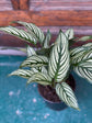 Calathea Vittata - Live Plant in a 4 Inch Pot - Calathea Elliptica Vittata - Beautiful Easy to Grow Air Purifying Indoor Plant