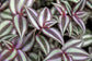 Wandering Jew Plant Hanging Basket - Live Plant in a 4 Inch Hanging Pot - Tradescantia - Beautiful Clean Air Indoor Outdoor Vine
