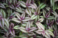 Wandering Jew Plant Hanging Basket - Live Plant in a 4 Inch Hanging Pot - Tradescantia - Beautiful Clean Air Indoor Outdoor Vine
