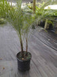 Wedding Palm - Live Plant in a 3 Gallon Growers Pot - Lytocaryum Weddellianum - Extremely Rare Ornamental Palms of Florida