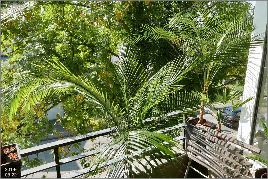 wedding palm plant Wedding Palm - Live Plant in a 3 Gallon Growers Pot - Lytocaryum Weddellianum