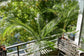 Wedding Palm - Live Plant in a 3 Gallon Growers Pot - Lytocaryum Weddellianum - Extremely Rare Ornamental Palms of Florida