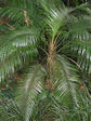 Wedding Palm - Live Plant in a 3 Gallon Growers Pot - Lytocaryum Weddellianum - Extremely Rare Ornamental Palms of Florida