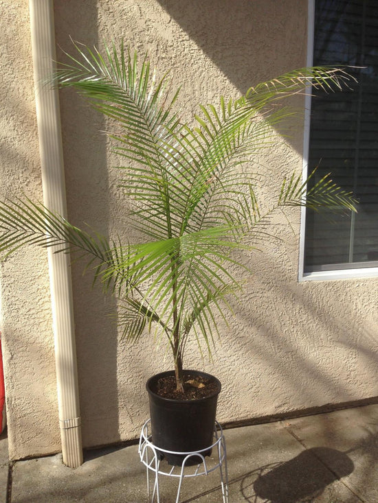 Wedding Palm - Live Plant in a 3 Gallon Growers Pot - Lytocaryum Weddellianum - Extremely Rare Ornamental Palms of Florida