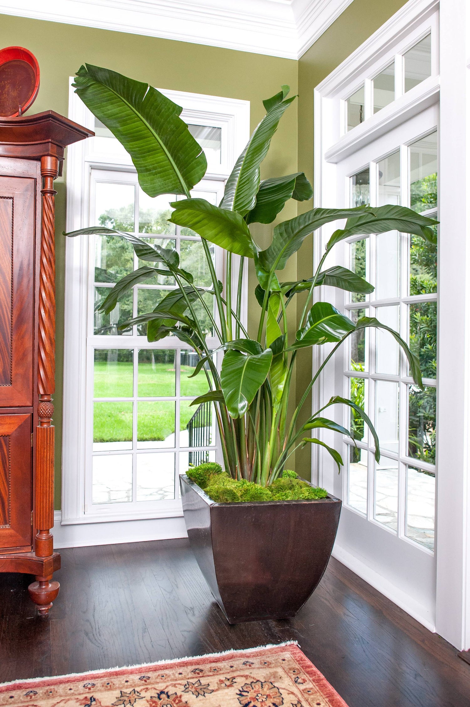 paradise plant indoor Giant White Bird of Paradise - Live Plant in a 3 Gallon Pot