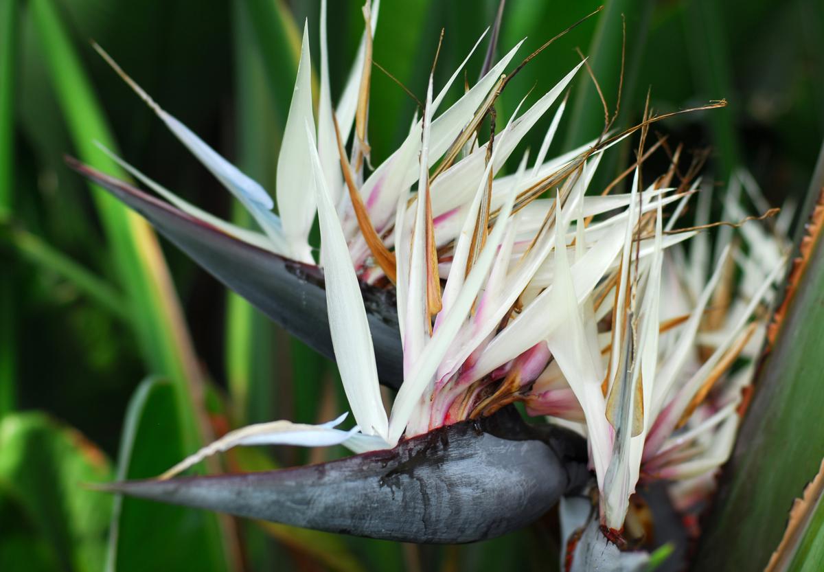 bird of paradise indoor plant for sale Giant White Bird of Paradise - Live Plant in a 3 Gallon Pot - Strelitzia Nicolai