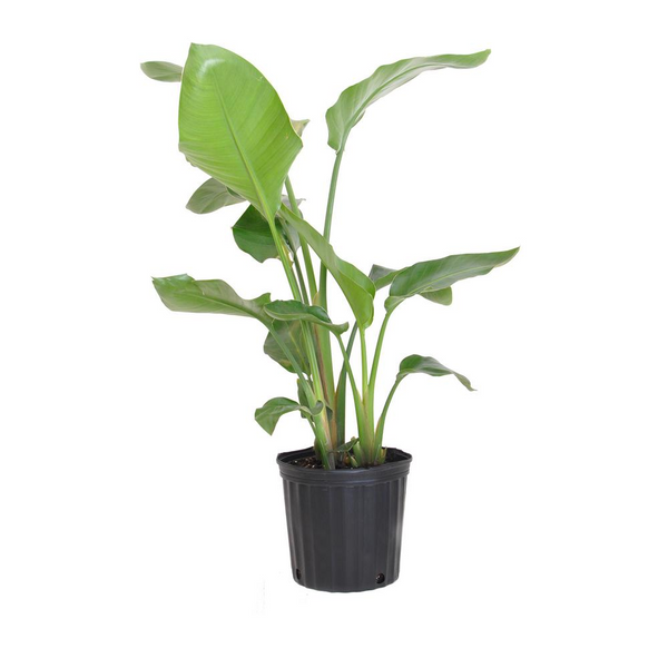 Giant White Bird of Paradise - Live Plant in a 3 Gallon Pot - Strelitzia Nicolai