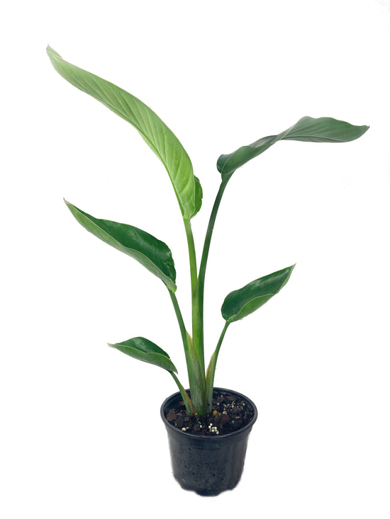 Giant White Bird of Paradise - Live Plant in a 6 Inch Pot - Strelitzia Nicolai - Stunning Tropical Evergreen Plant