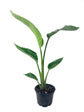 Giant White Bird of Paradise - Live Plant in a 6 Inch Pot - Strelitzia Nicolai - Stunning Tropical Evergreen Plant