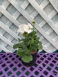 White Geranium Flowers - Live Plant in a 4 Inch Growers Pot - Finished Plants Ready for The Patio and Garden