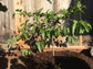 White Guava Tree - Live Tree in a 3 Gallon Pot - 1-2 Feet Tall - Psidium Guajava - Edible Fruit Bearing Tree