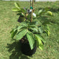 White Guava Tree - Live Tree in a 3 Gallon Pot - 1-2 Feet Tall - Psidium Guajava - Edible Fruit Bearing Tree