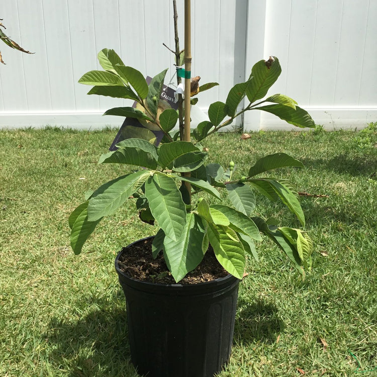 guava indoor plant White Guava Tree - Live Tree in a 3 Gallon Pot - 1-2 Feet Tall
