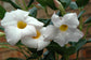 White Mandevilla Braided Tree - Live Plant in a 10 Inch Pot - Mandevilla spp. - Beautiful Flowering Easy Care Vine for The Patio and Garden