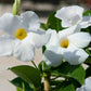White Mandevilla Braided Tree - Live Plant in a 10 Inch Pot - Mandevilla spp. - Beautiful Flowering Easy Care Vine for The Patio and Garden