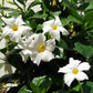 White Mandevilla Braided Tree - Live Plant in a 10 Inch Pot - Mandevilla spp. - Beautiful Flowering Easy Care Vine for The Patio and Garden