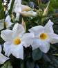 White Mandevilla Braided Tree - Live Plant in a 10 Inch Pot - Mandevilla spp. - Beautiful Flowering Easy Care Vine for The Patio and Garden